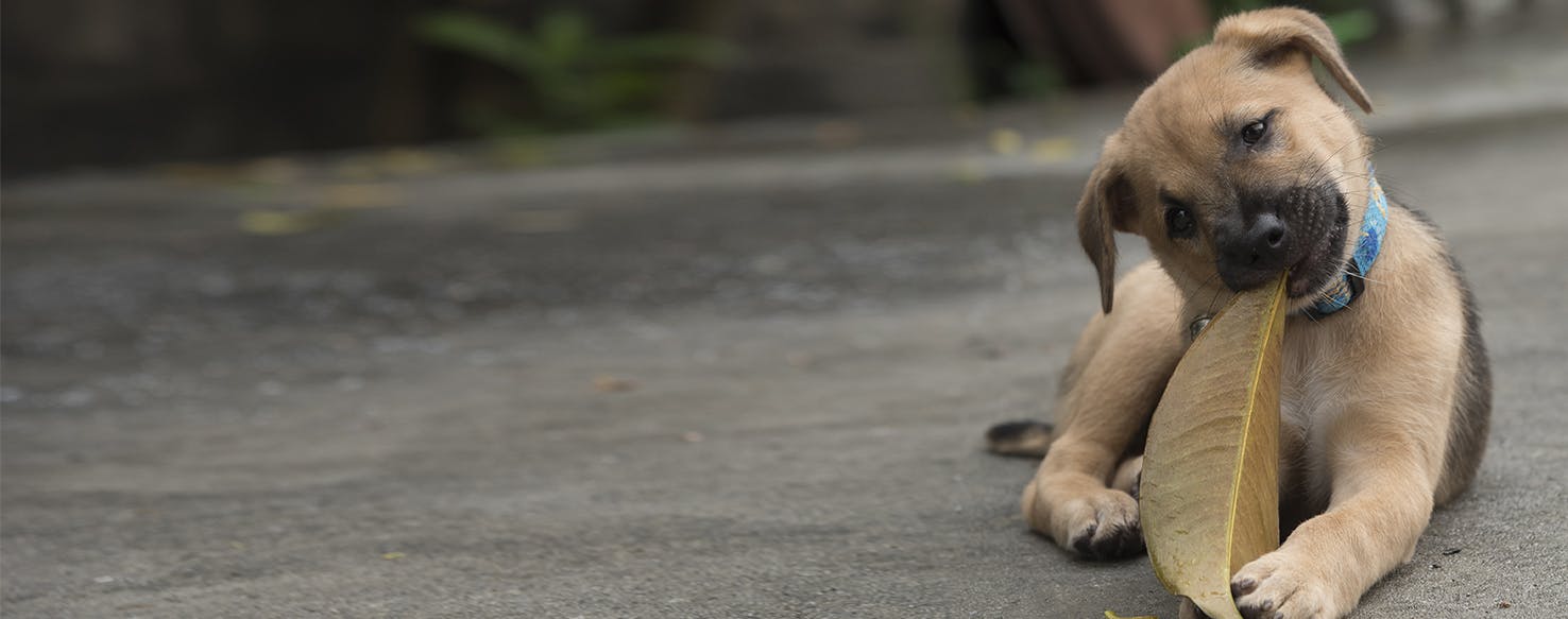 is it bad if dogs bite their nails