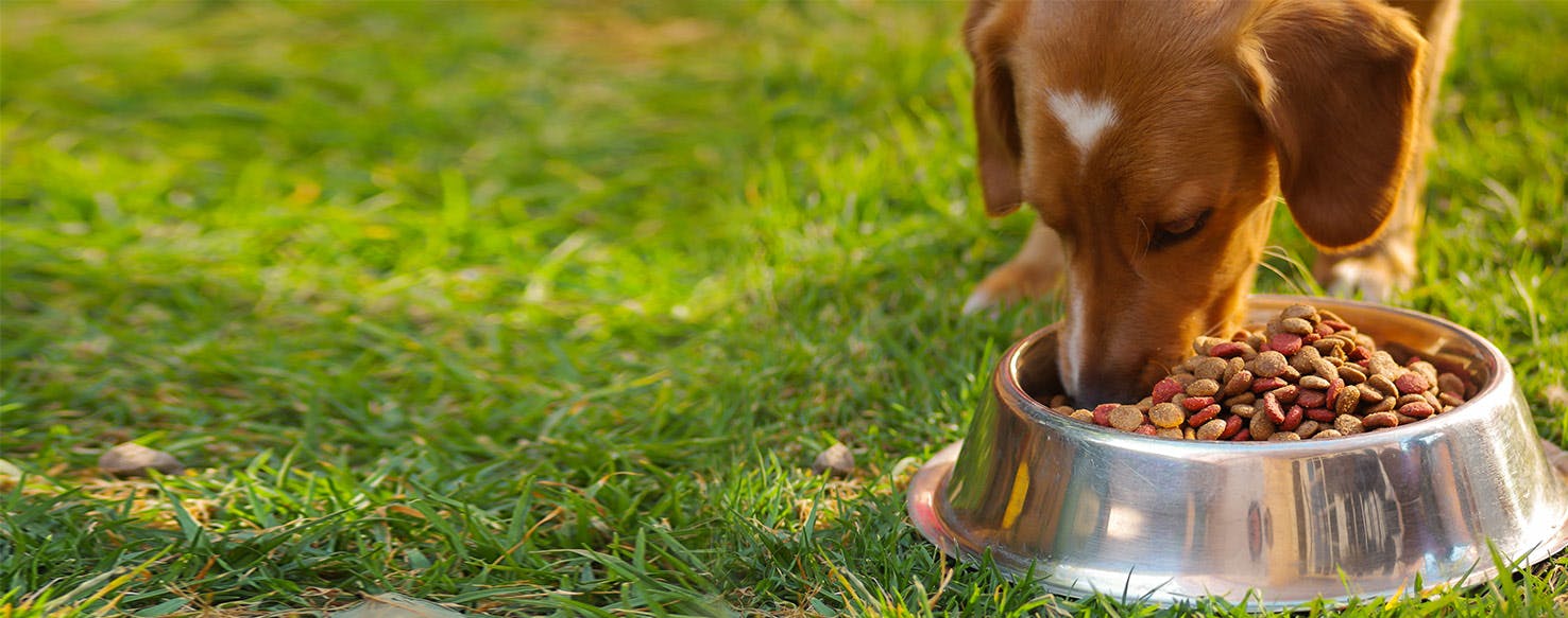 Dog possessive best sale of food