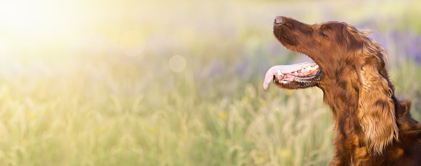 why do dogs bite their hair off