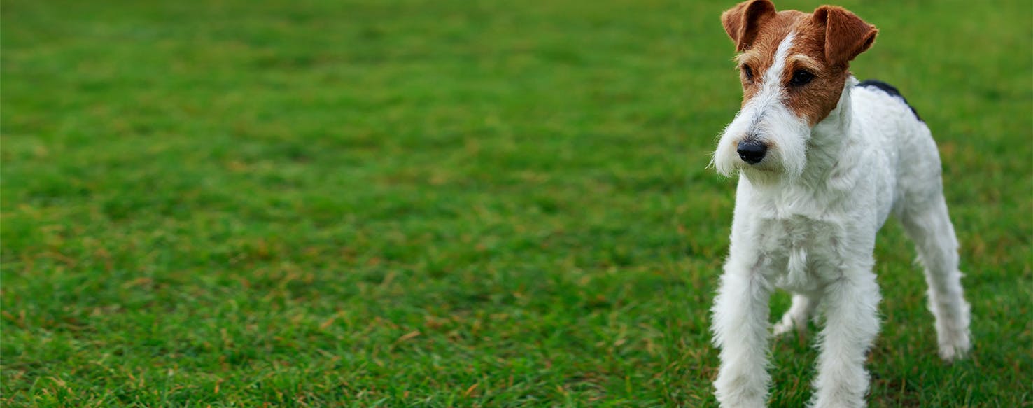 Why Do Dogs Put Their Front Leg -