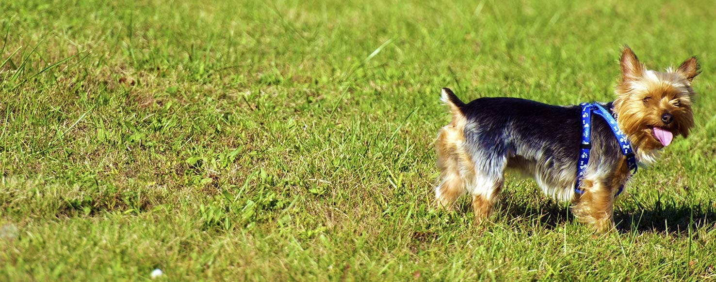 Why Do Dogs Attack Lawn Mowers