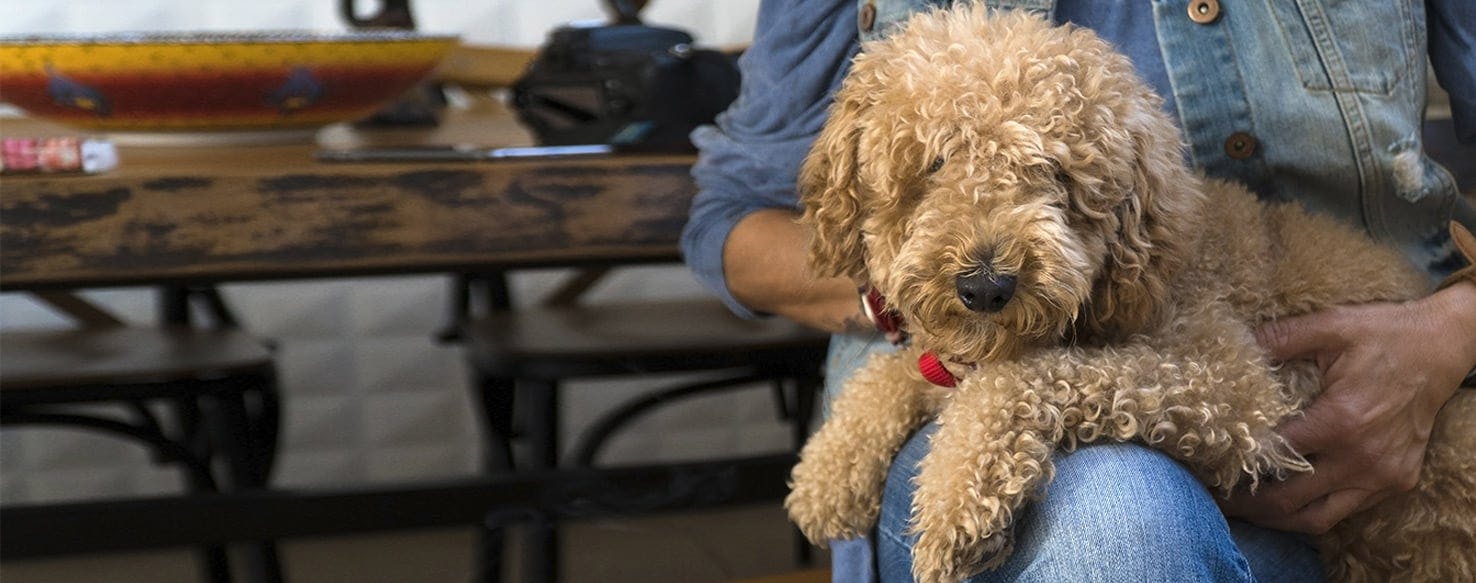 Why Do Dogs Play With Toys In Your Lap