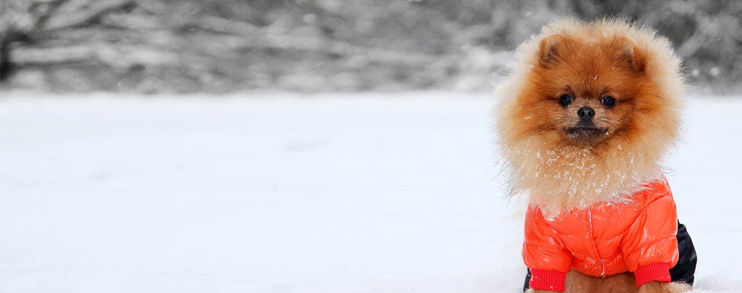 why do dogs cover their poop with snow