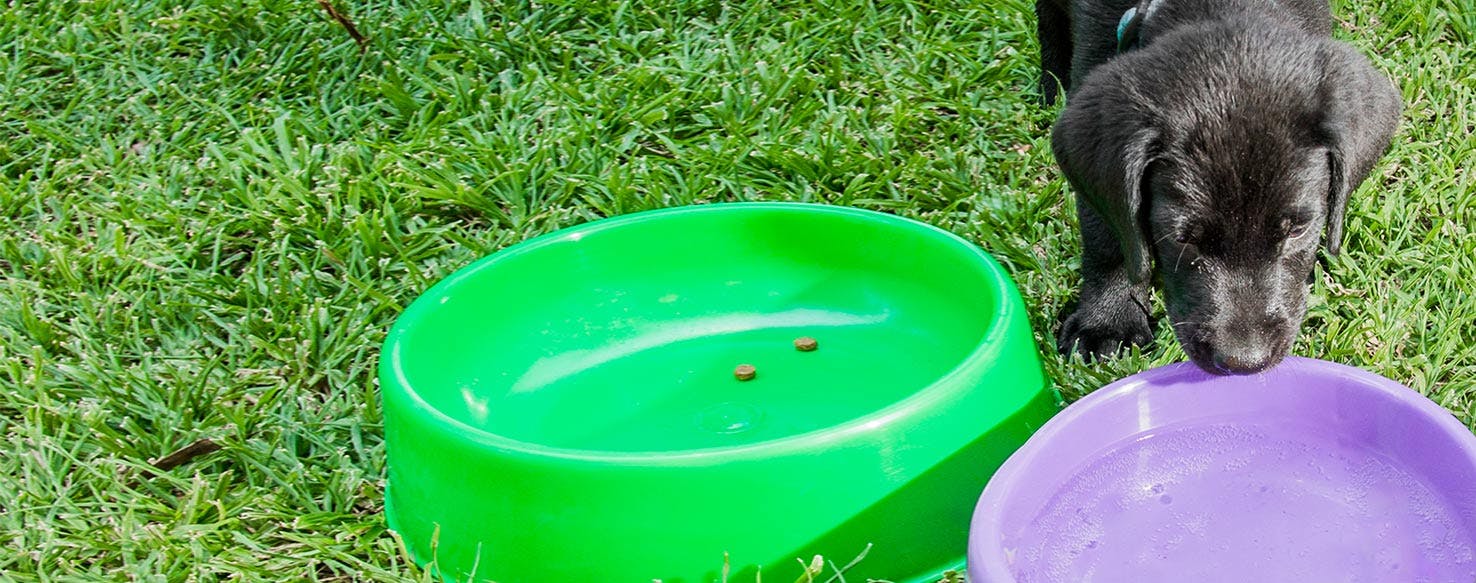 Dog keeps digging 2025 in water bowl