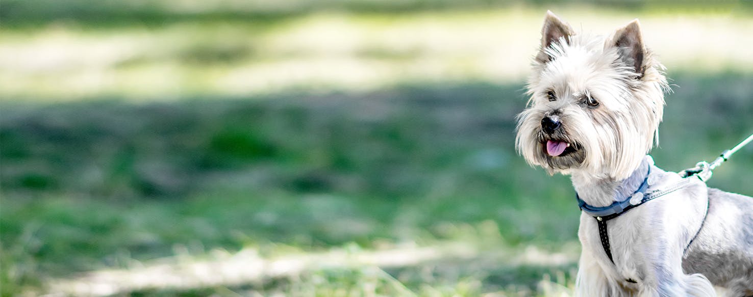 Collar for dogs sales that run away