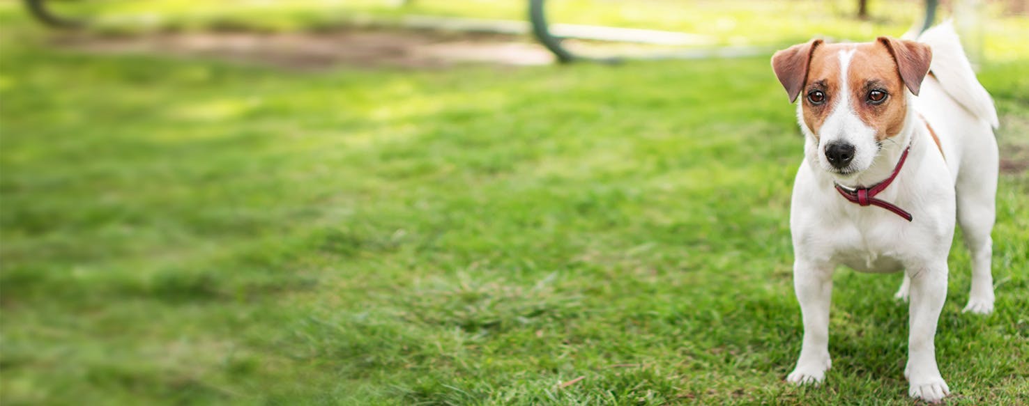 Dog keeps getting out of yard sale