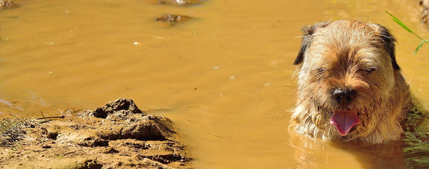 Why Dogs Eat Mud