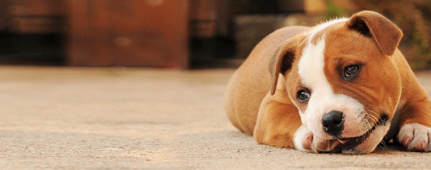 Puppy biting best sale his own feet