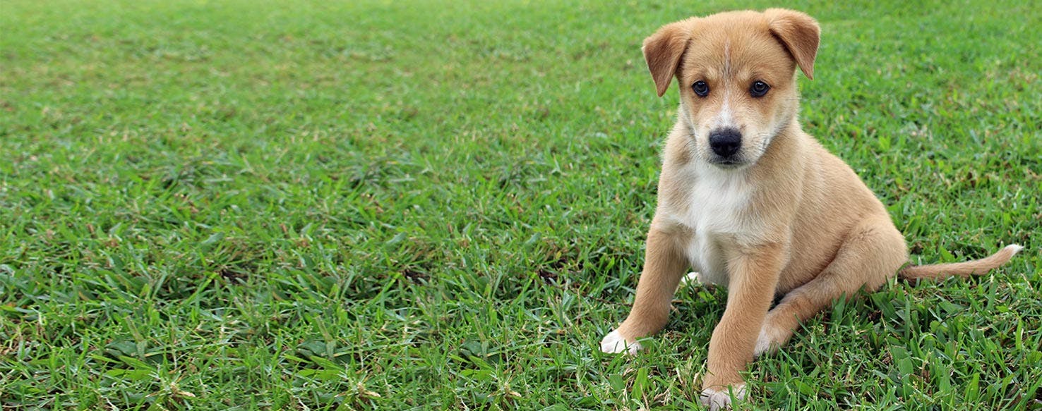 why does a dog tuck his tail under