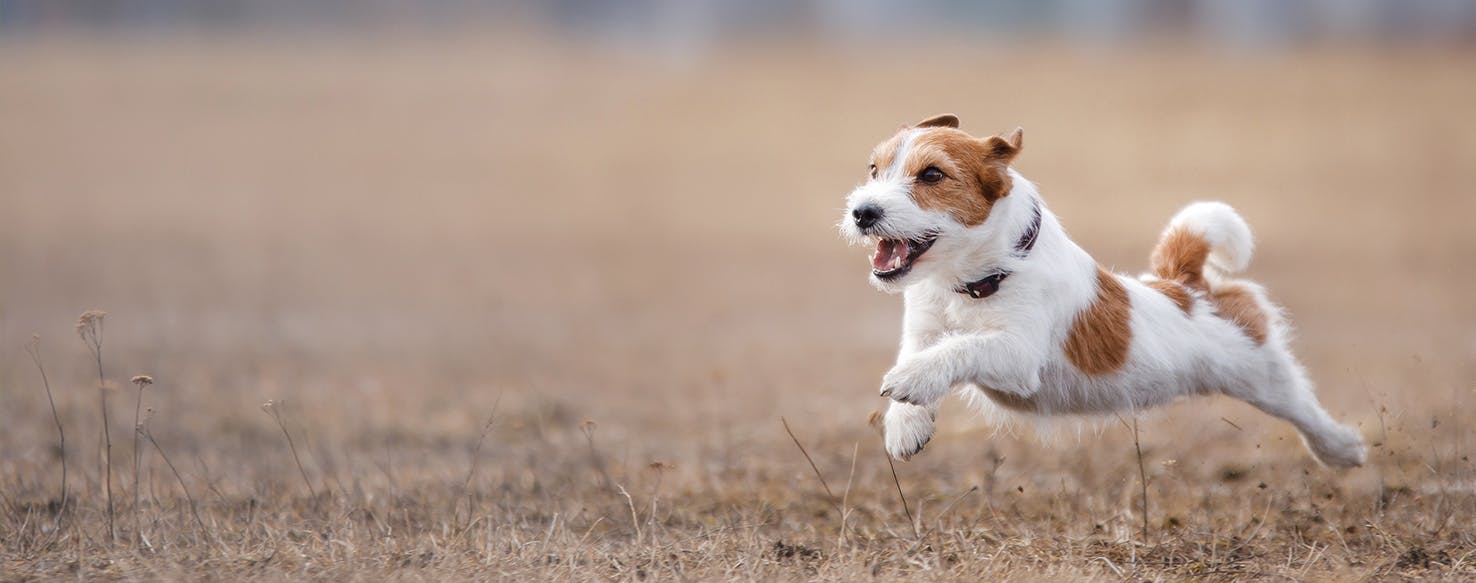 Why Do Dogs Attack Bikers