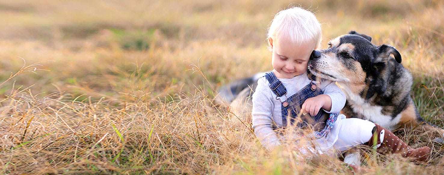 why do dogs react to babies crying