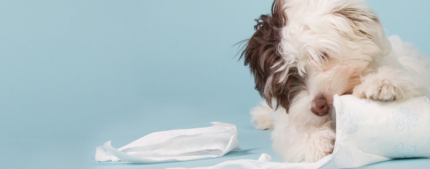 why do dogs eat kleenex