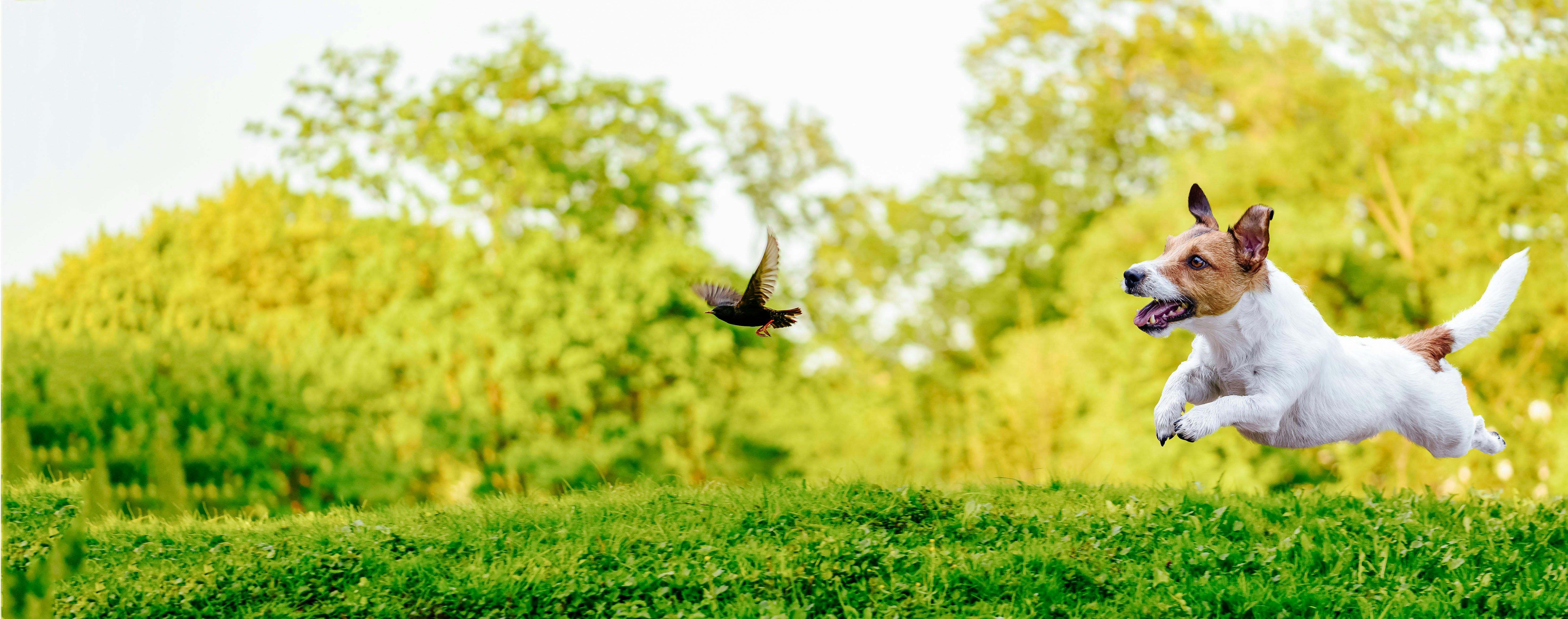 Why Dogs Chase Birds