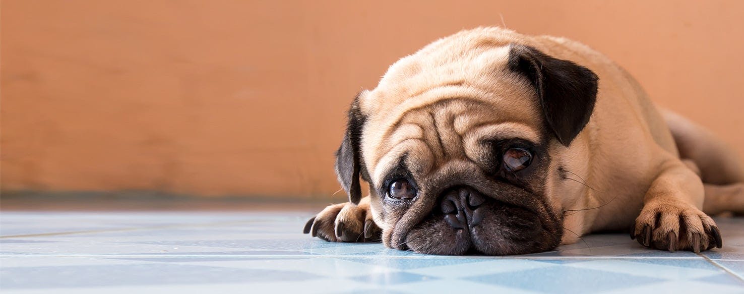 What does it mean when your dog cries at you