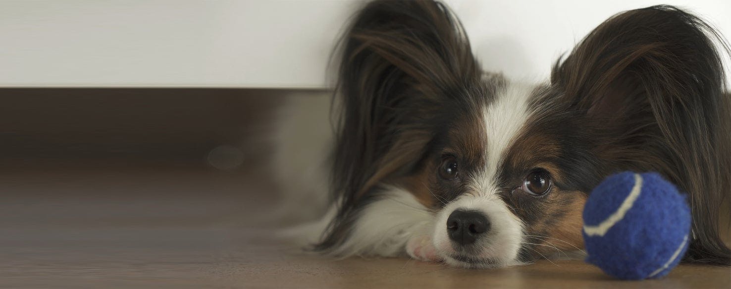 Why Dogs Go Under Tables