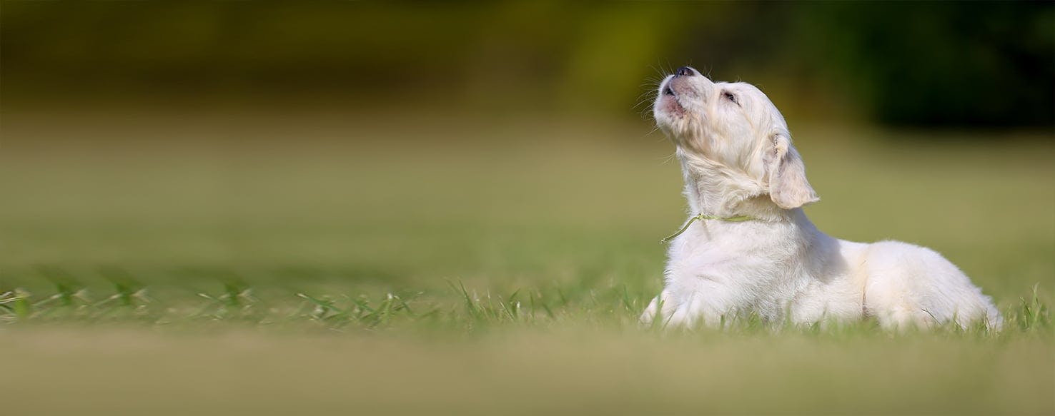 Why Do Dogs Make Bubble Noises