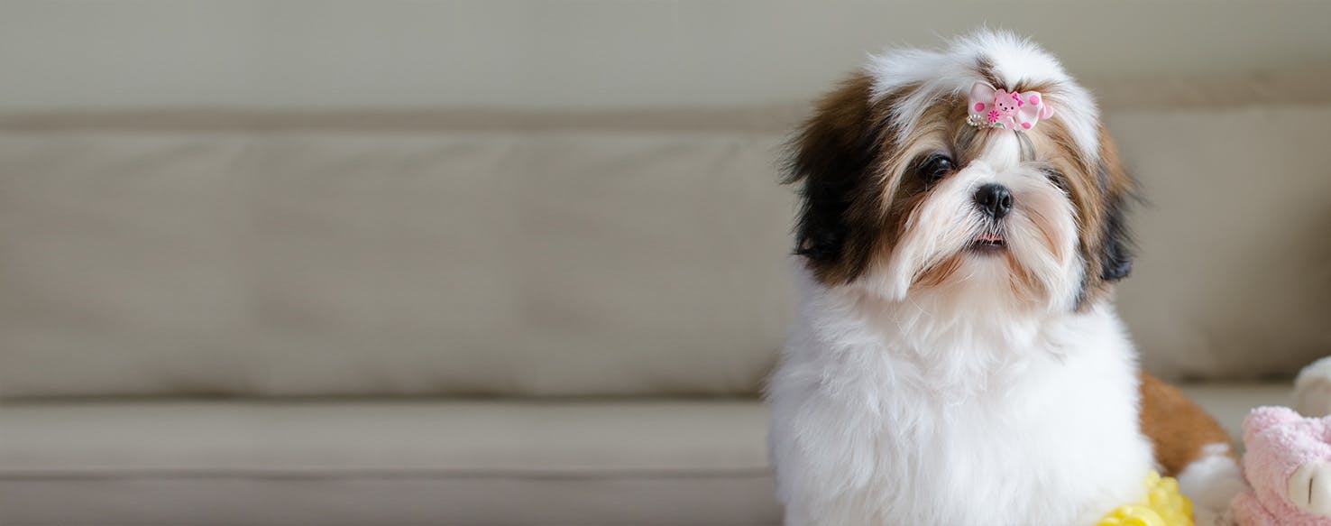 Why Do Dogs Sit On Chairs