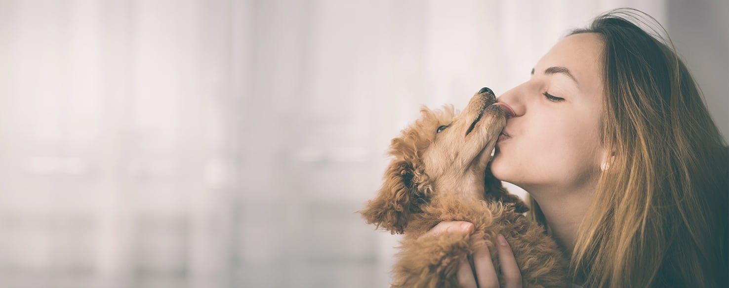 Why Do Dogs Put Their Head On Your Face