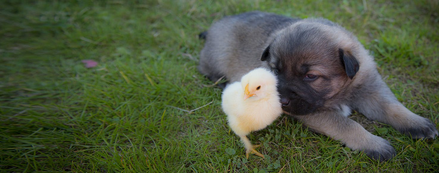 dogs good with chickens