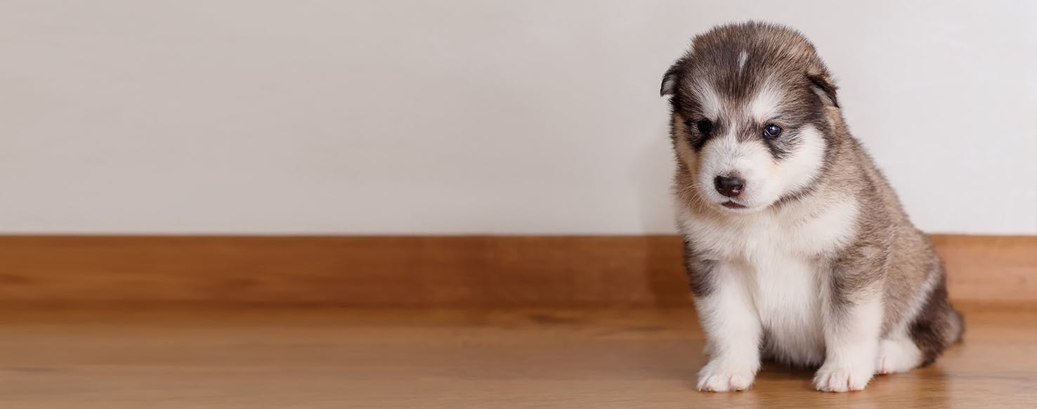 Why Dogs Don't Like Hardwood Floors