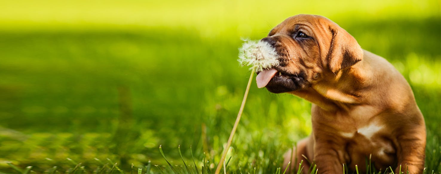 why do dogs lick grass