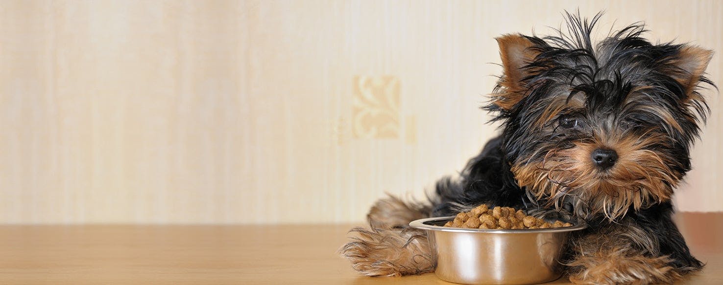 dog pushing bowl with nose