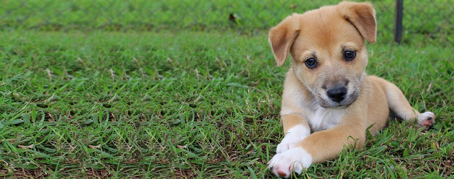 Puppy Covering Face With Paws