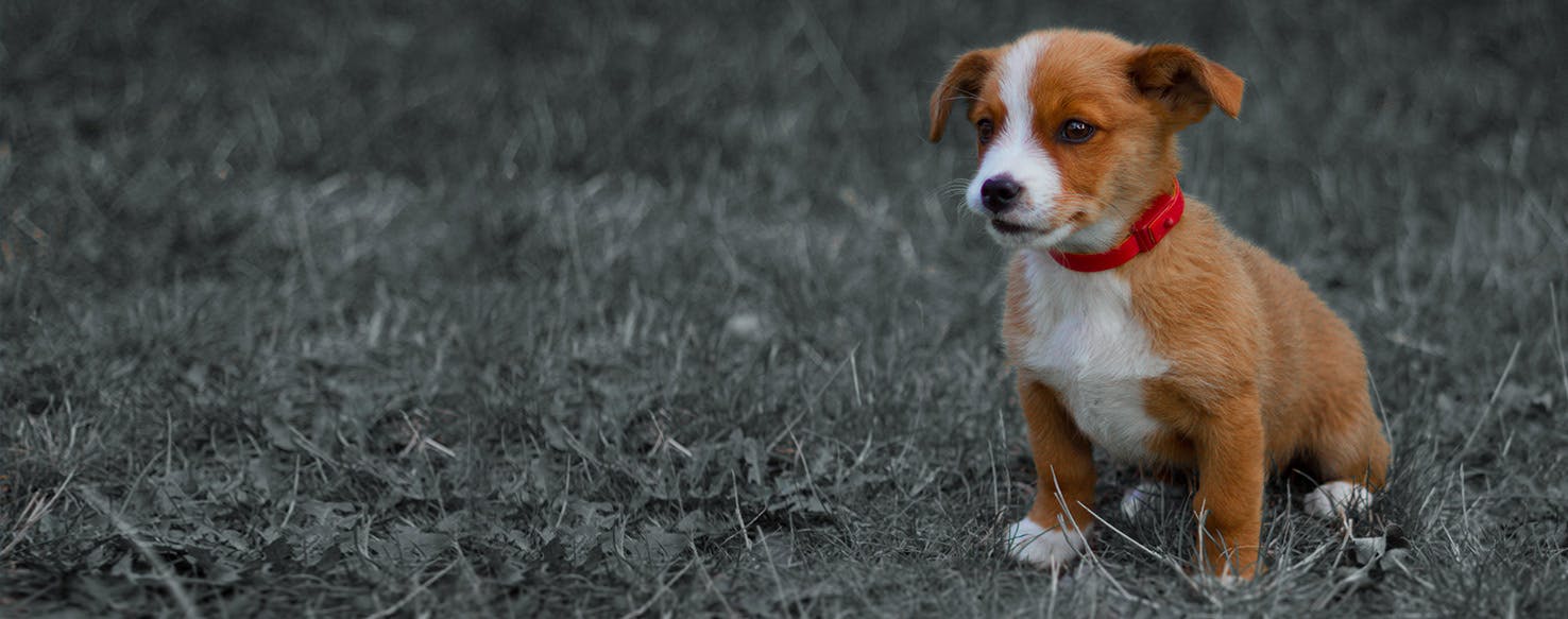 Is lamb clearance bad for dogs