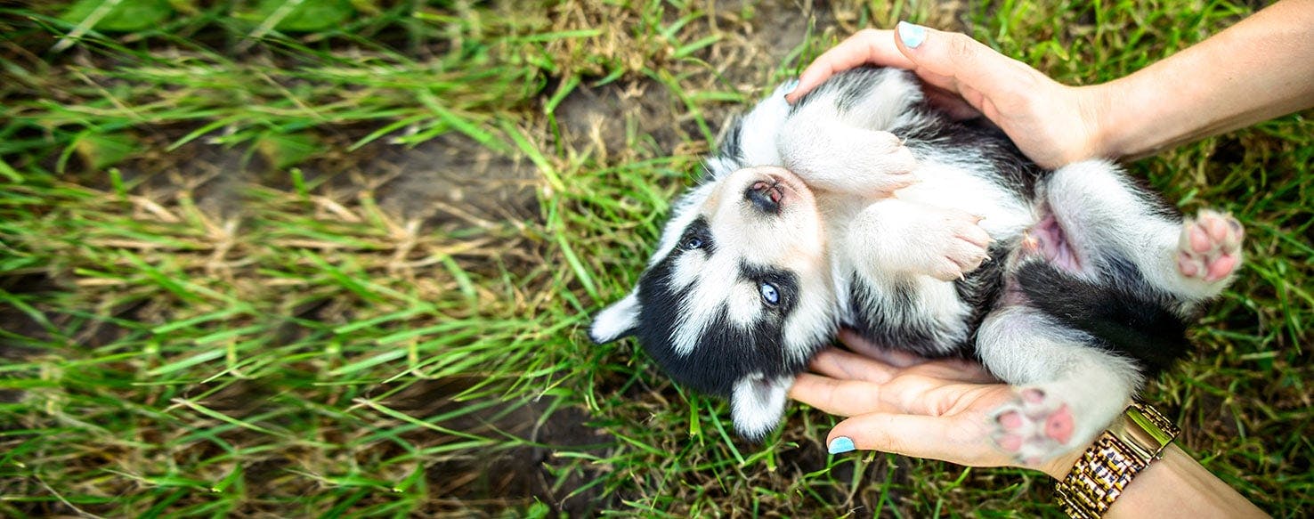 do dogs like being pet while sleeping