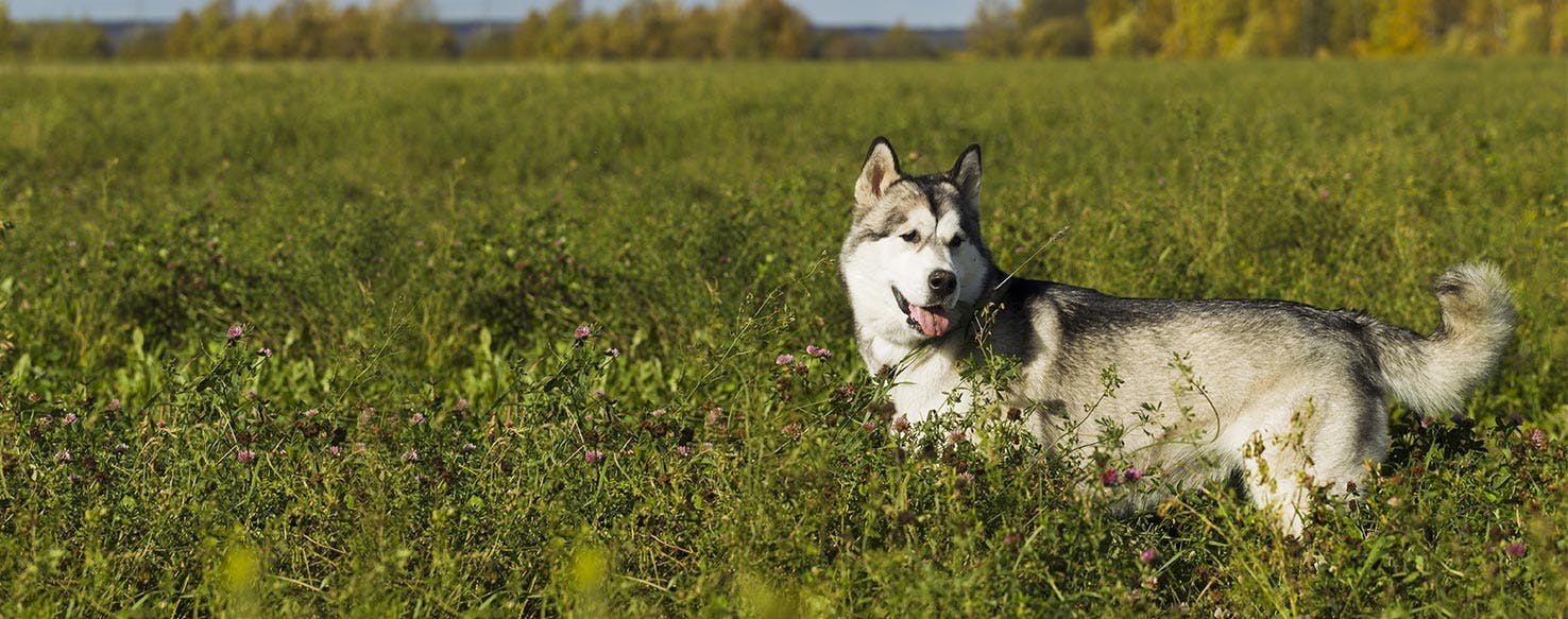 Why Do Dogs Walk Slowly Under Bushes