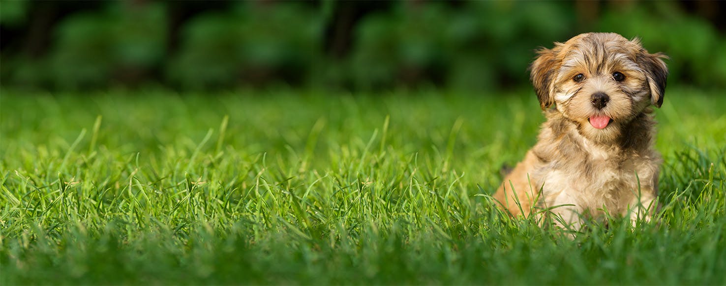 Why Do Dogs Sit In Holes - Wag!