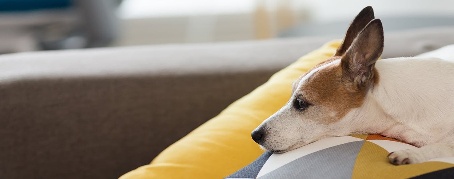 Why Do Dogs Sit On Pillows Wag