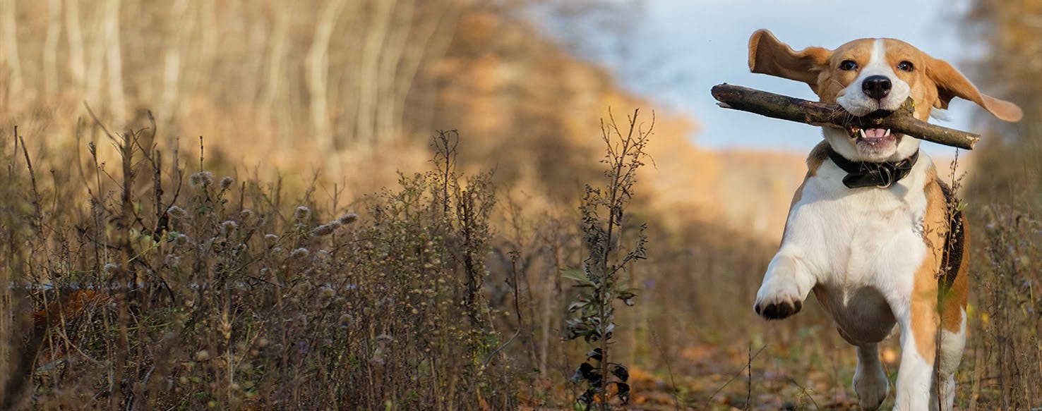 should dogs chew wood