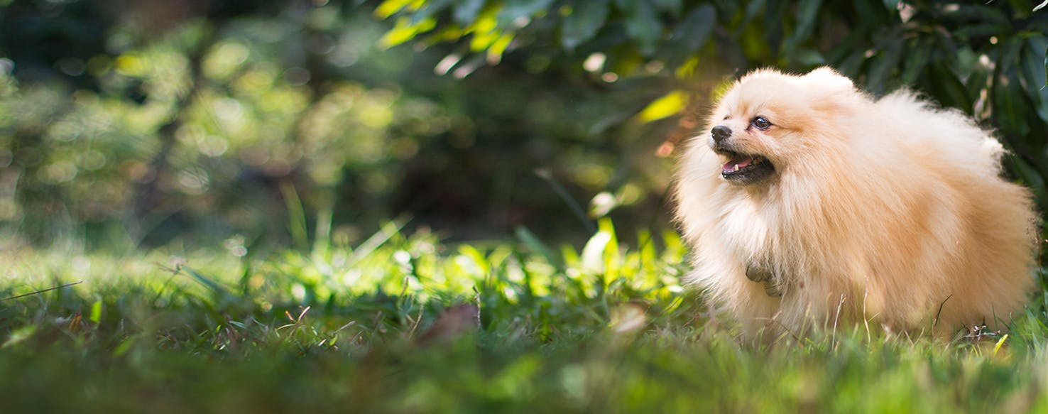 Why Do Dogs Smell Trees