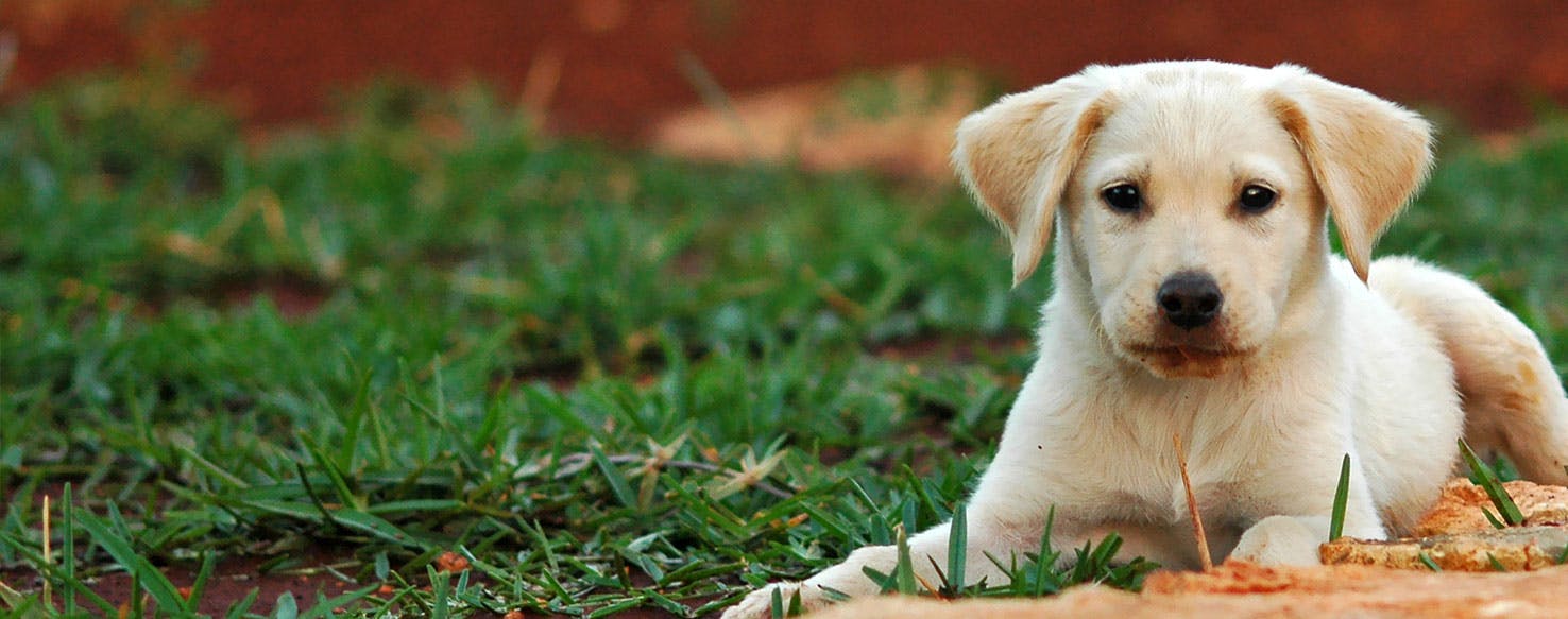 Why Dogs Adapt To Their Environment - Wag!