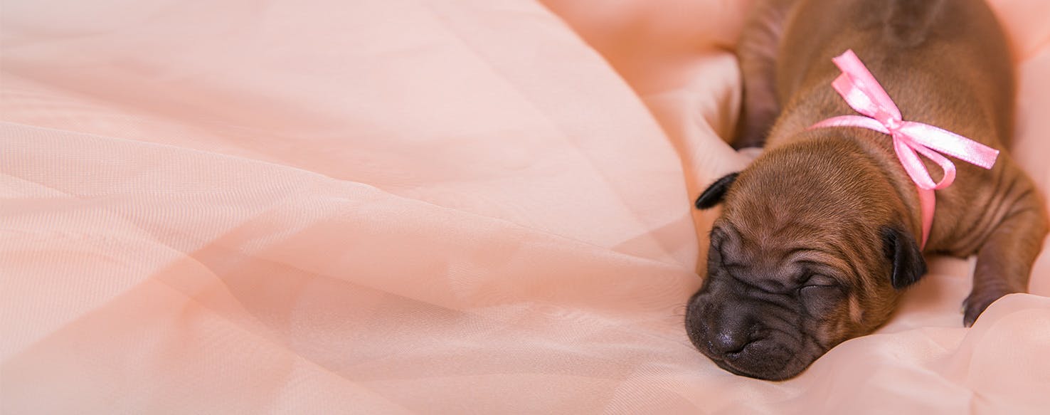 puppies sleeping on their back