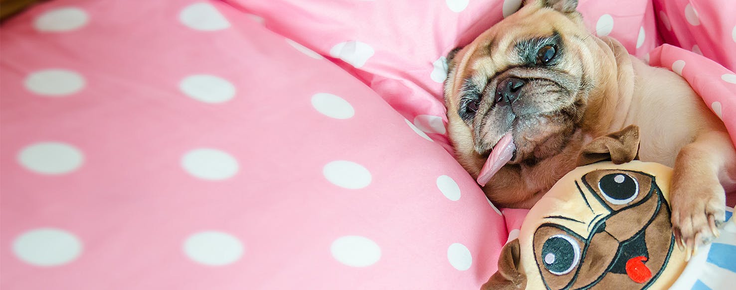 Dog sleeps with blanket best sale in mouth