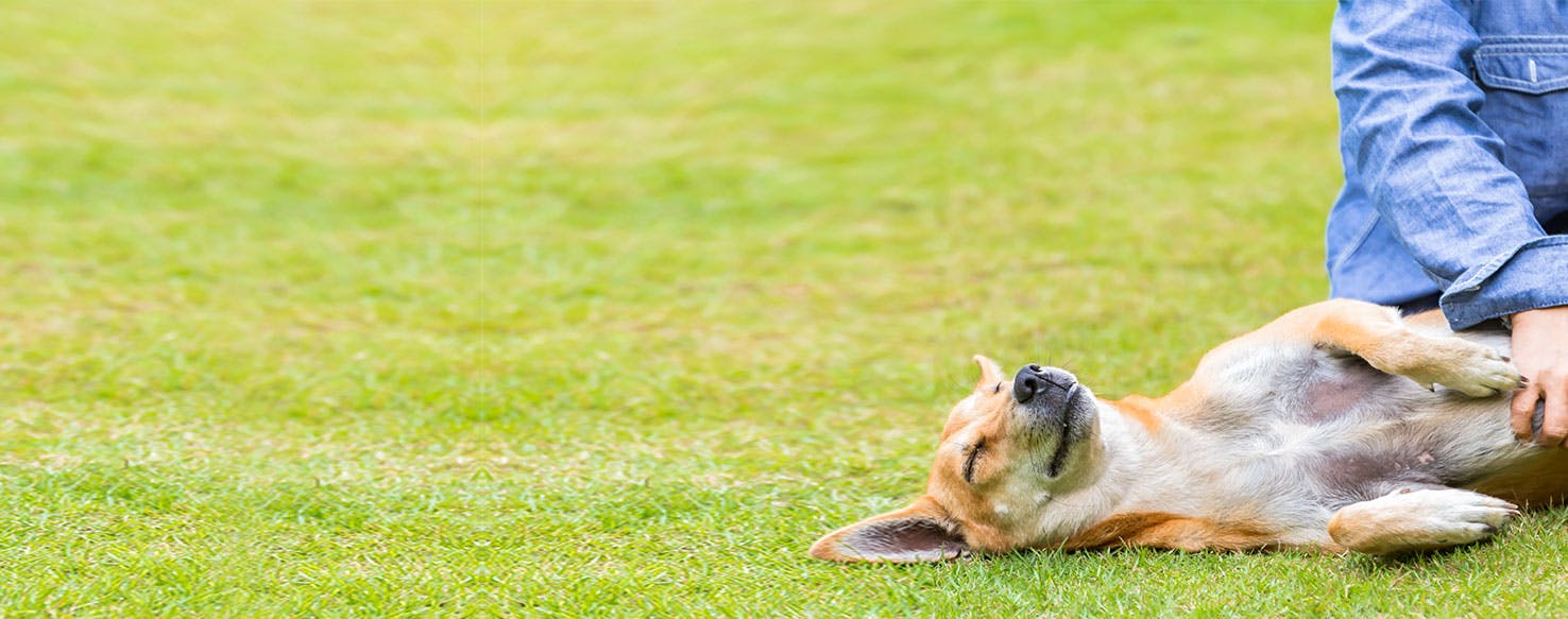 Why Do Dogs Close Their Eyes When You Scratch Them