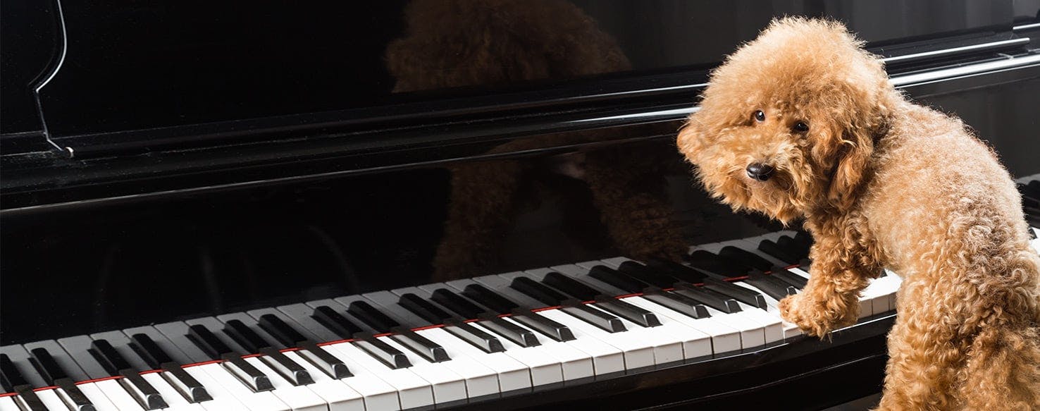 Dog piano. Рекс пиано. Dog on a Piano. Собаки поко спаніелі.