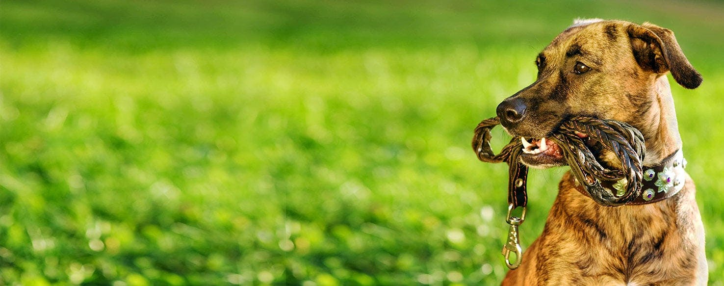 dog with lead in mouth