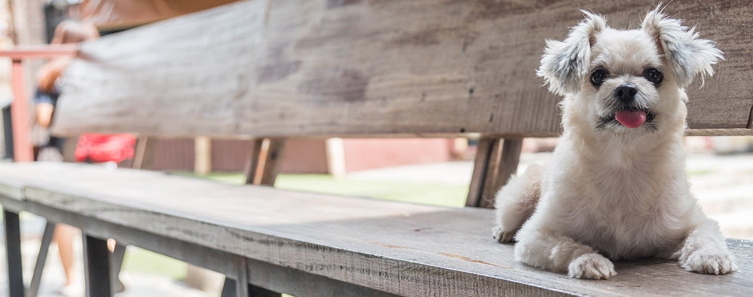 Why Do Dogs Sit Under Chairs - Wag!