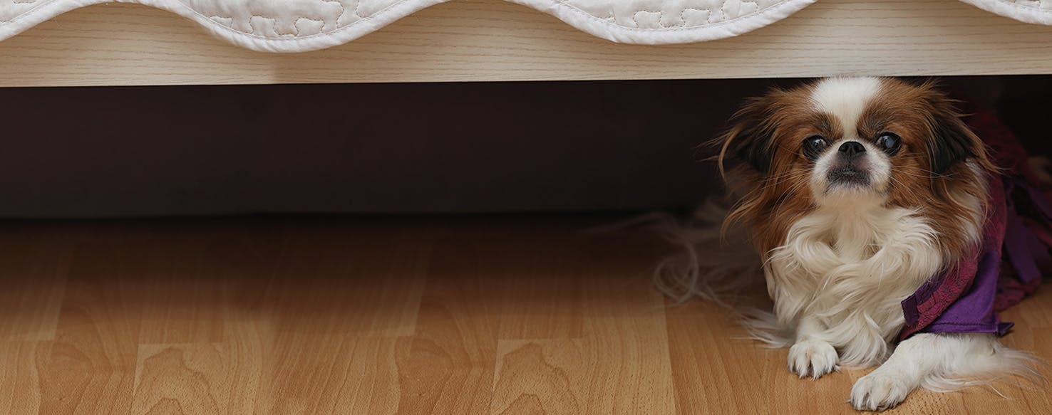 Keep dogs from shop going under the bed