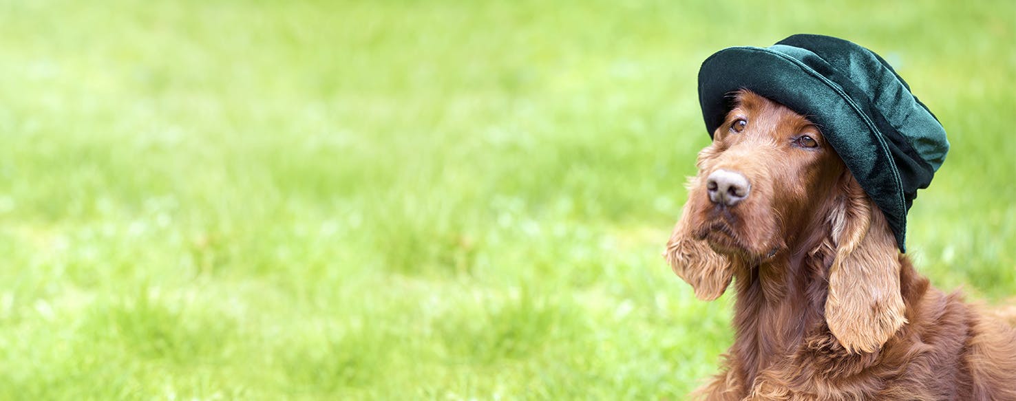 Hat with clearance dog on it