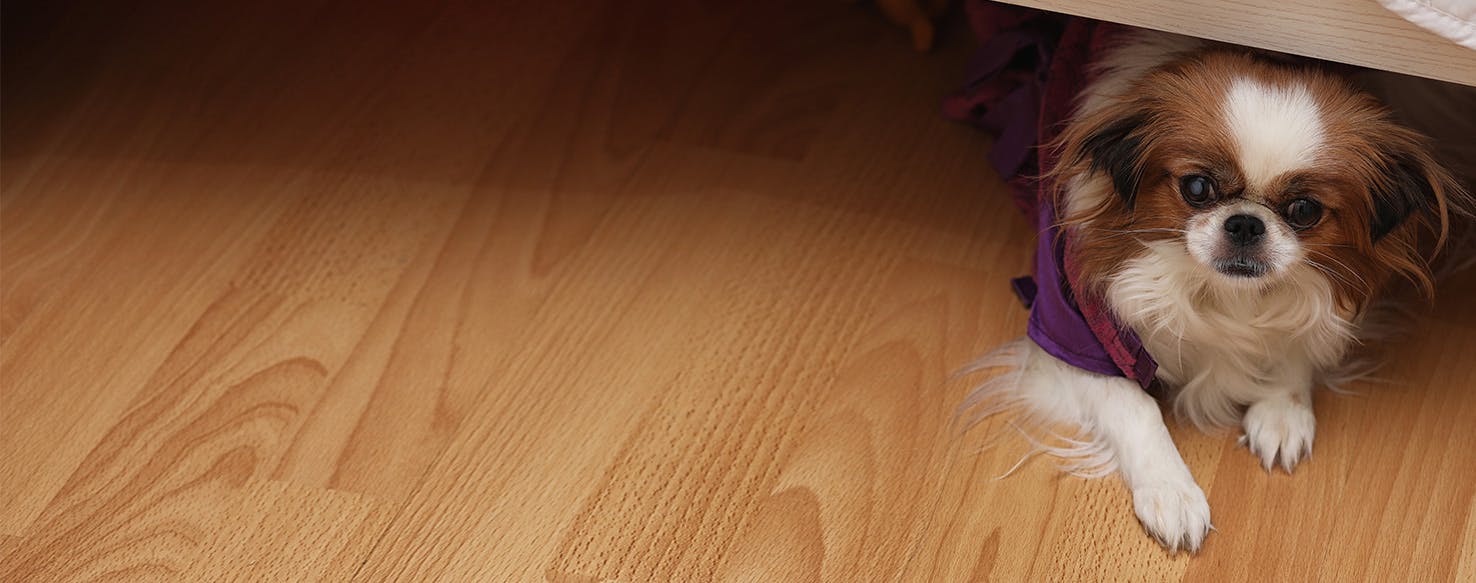 Dog keeps going under hotsell the bed