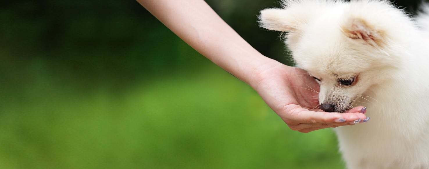 hand feeding dog