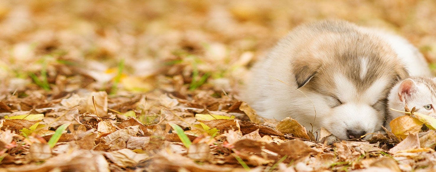 do older dogs sleep more