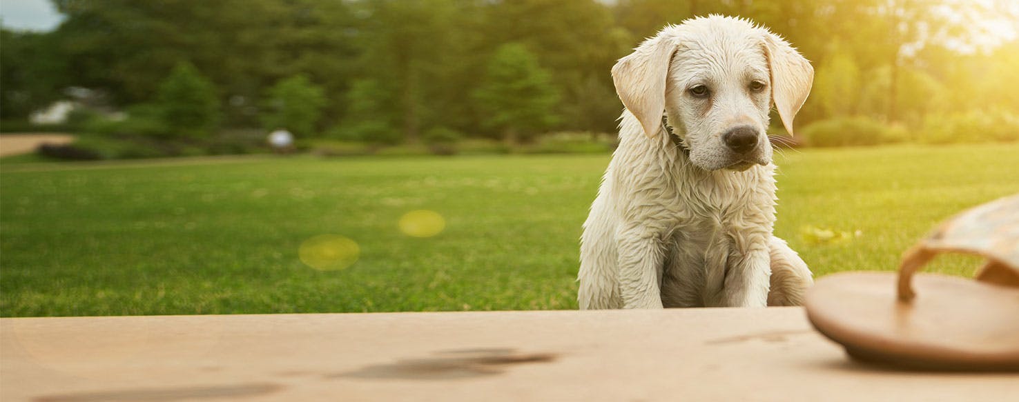 Why Do Dogs Play With Shoes