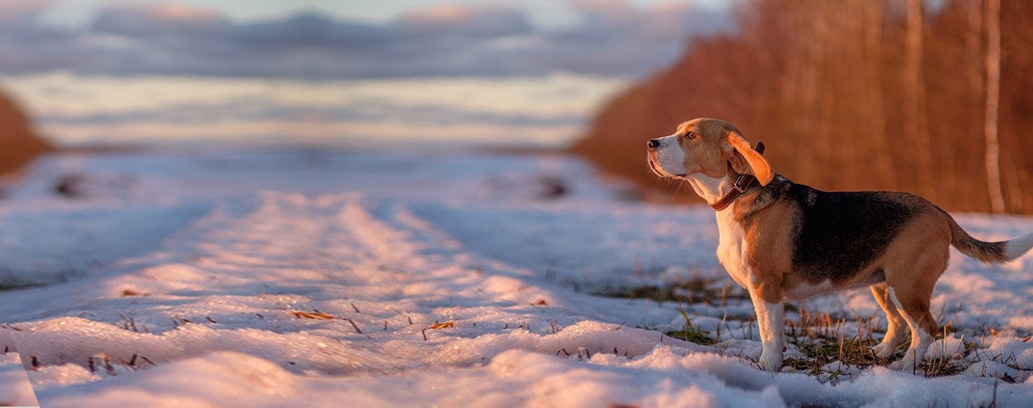 why does a dog tuck his tail under