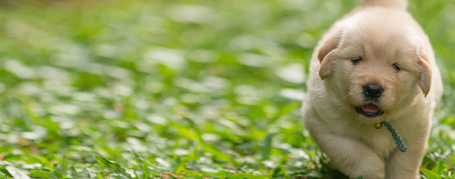 why does my golden retriever smell?