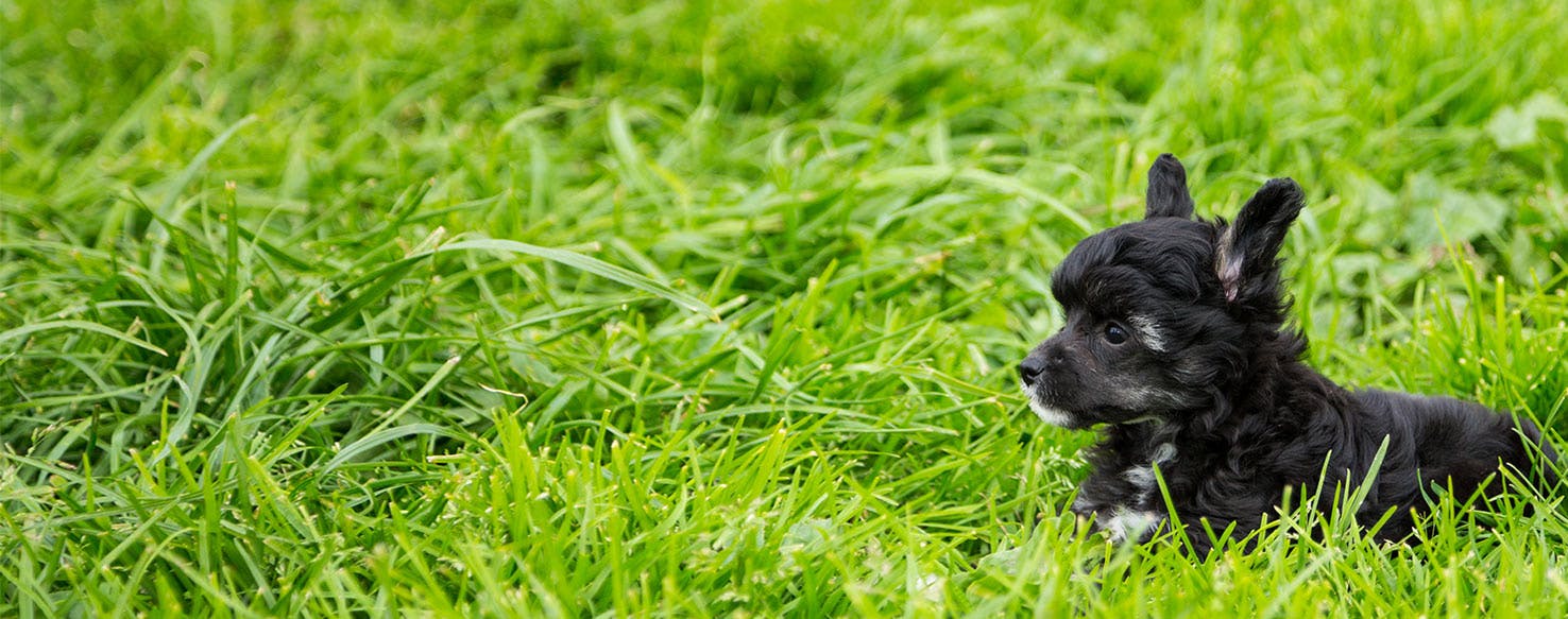 Why Do Dogs Rub Their Face On The Grass